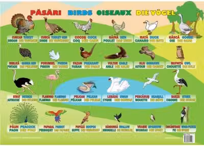Pasari. Plansa educationala