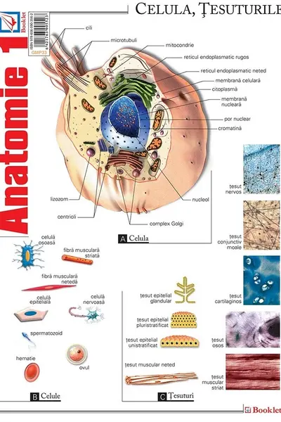 Planșa Anatomie 1