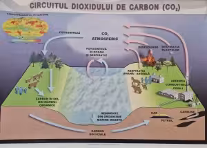 Circuitul dioxidului de carbon in natura (format 1000x700 mm). Plansa cu sipci de lemn