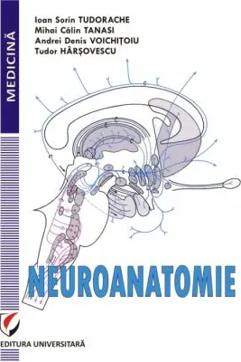 Neuroanatomie