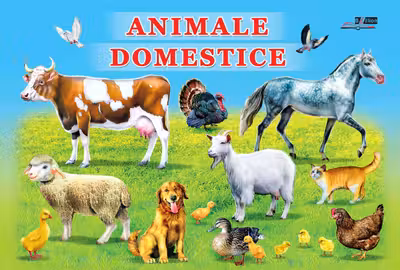 Carton animale domestice