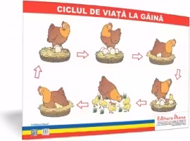 Ciclul de viata la gaina - plansa 50x70 - Proiecte Tematice