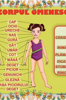 Planșa Corpul omenesc