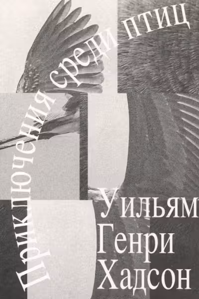 Приключения среди птиц