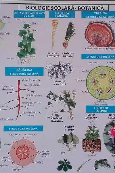 Planșa Biologie școlară