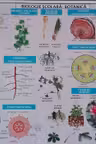 Planșa Biologie școlară