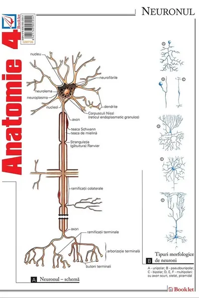 Planșa Anatomie 4