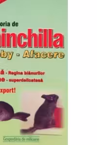 Crescatoria de chinchilla. Hobby - Afacere