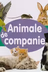 Animale de companie - CARTONATA