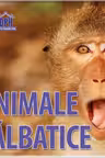 Animale salbatice - 14 imagini cu animale salbatice