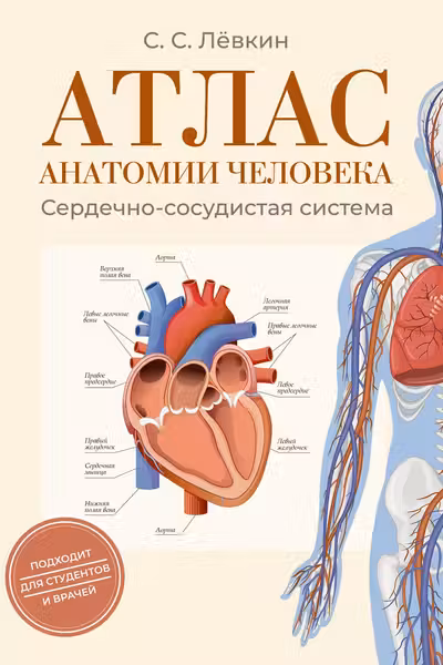 Атлас анатомии человека. Сердечно-сосудистая система