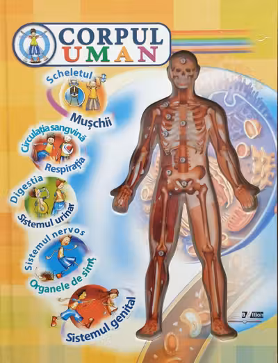 Corpul uman