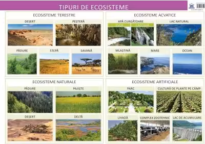 Plansa. Tipuri de ecosisteme