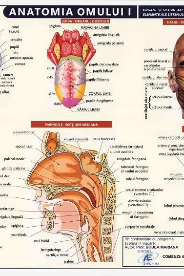 Planșă anatomia omului I