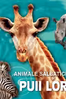 Animale salbatice si puii lor