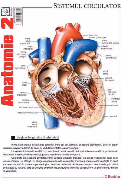Planșa Anatomie 2