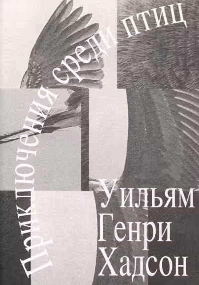 Приключения среди птиц