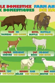 Planșa Animale domestice