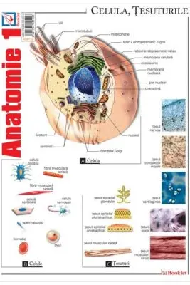Pliant Anatomie 1