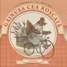 Gainusa cea roscata