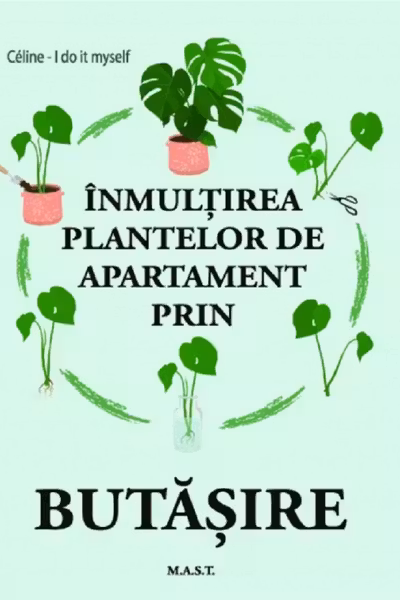 Înmulțirea plantelor de apartament prin butășire