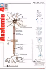 Planșa Anatomie 4