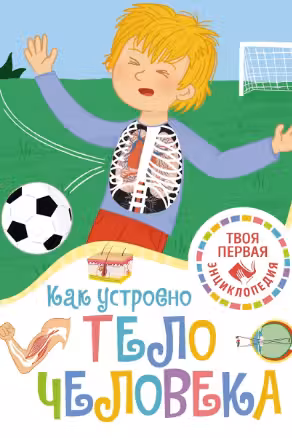Как устроено тело человека
