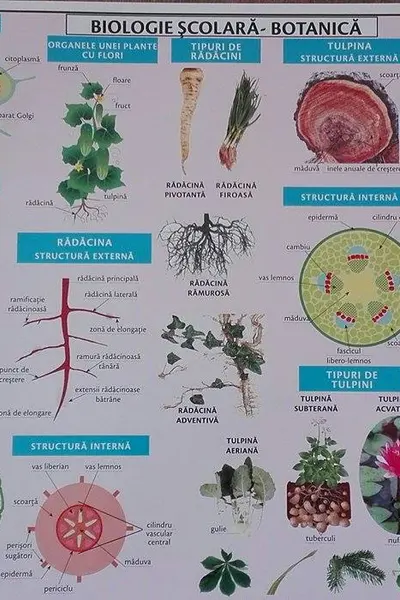 Planșa Biologie școlară