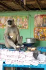 India Local