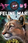 Feline mari 3D
