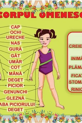 Planșa Corpul omenesc