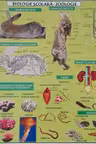 Planșa Biologie școlară. Zoologie