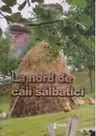La nord de caii salbatici