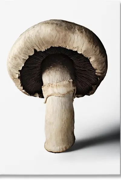 The Gourmand's Mushroom