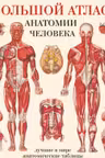 Большой атлас анатомии человека