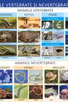 Planșa Animale vertebrate și nevertebrate