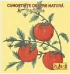 Legume. Cunostinte despre natura