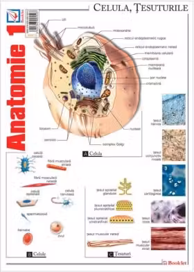 Pliant Anatomie 1