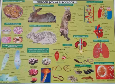 Planșa Biologie școlară. Zoologie