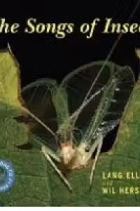 The Songs of Insects