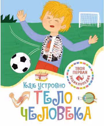 Как устроено тело человека