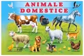 Animale domestice﻿