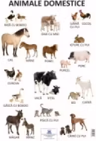 Plansa Animale Domestice