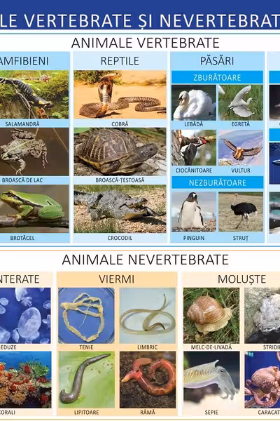 Planșa Animale vertebrate și nevertebrate