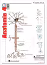 Pliant Anatomie 4