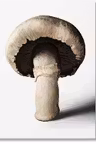 The Gourmand's Mushroom