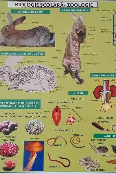 Planșa Biologie școlară. Zoologie