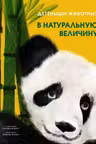 Детёныши животных в натуральную величину