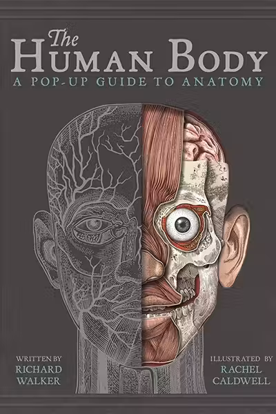 The Human Body: A Pop-Up Guide to Anatomy