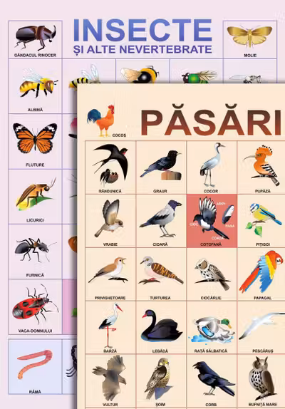 Plansa. Pasari. Insecte si alte nevertebrate.